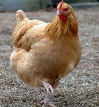 Chicken.jpg