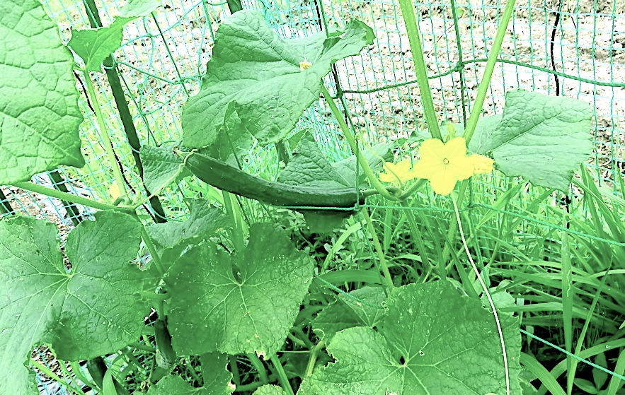 002 Cucumber