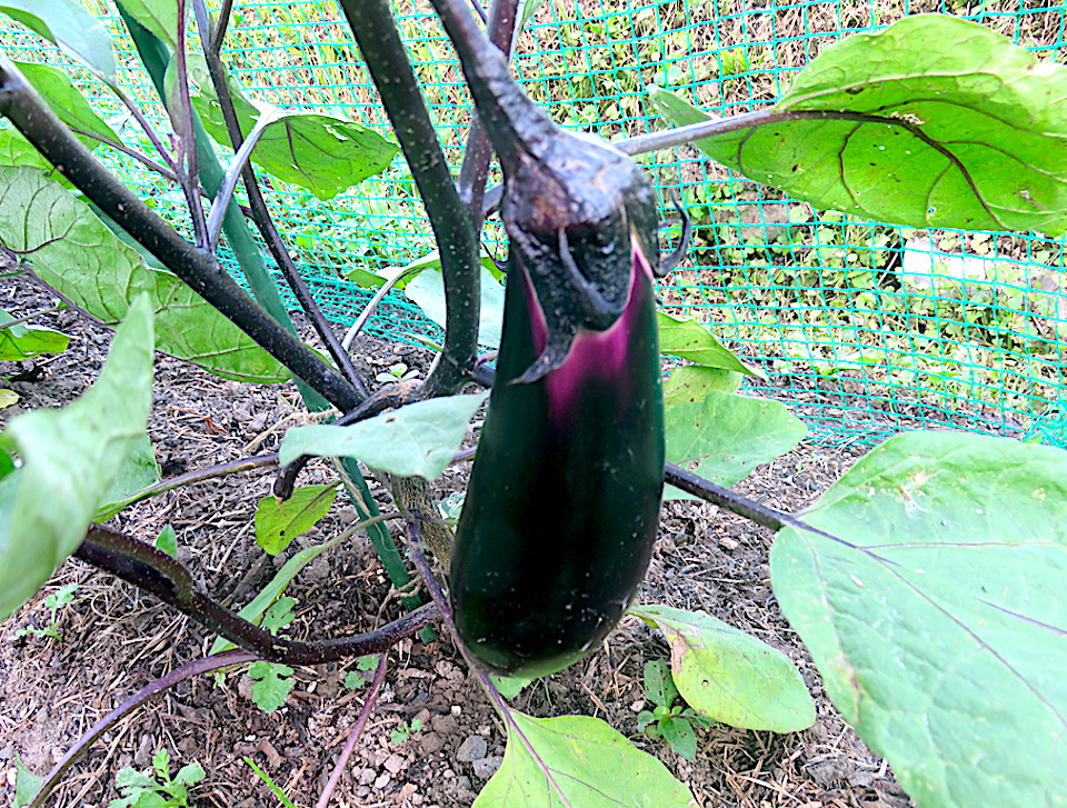 003 Eggplant