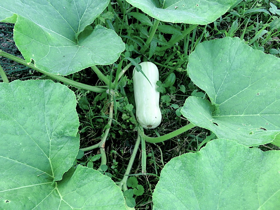 005 Butternut