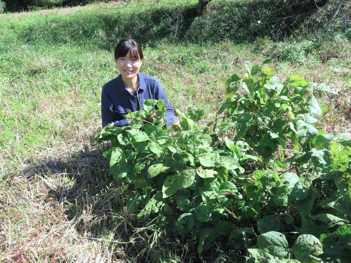 01 - Masumi Soybean Farmer