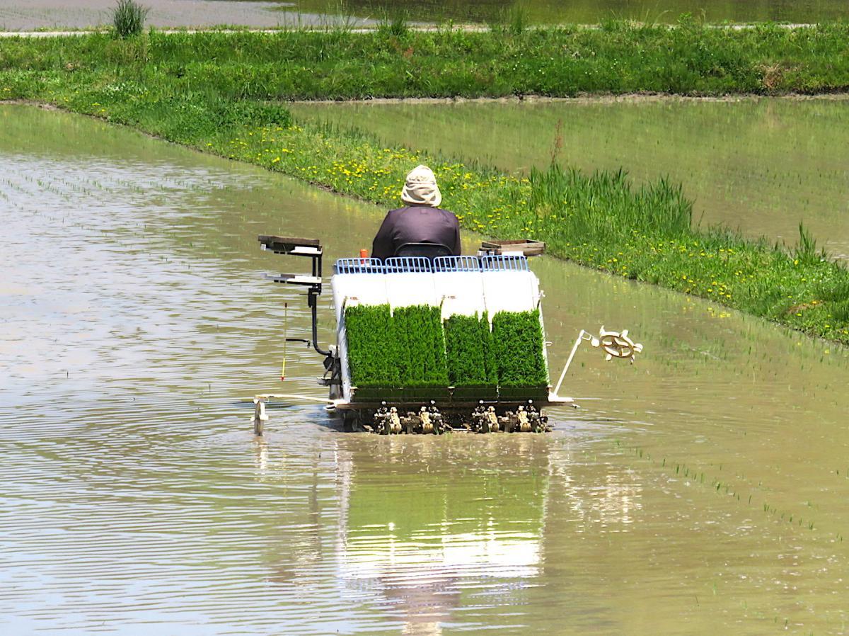 01 - Planting Rice