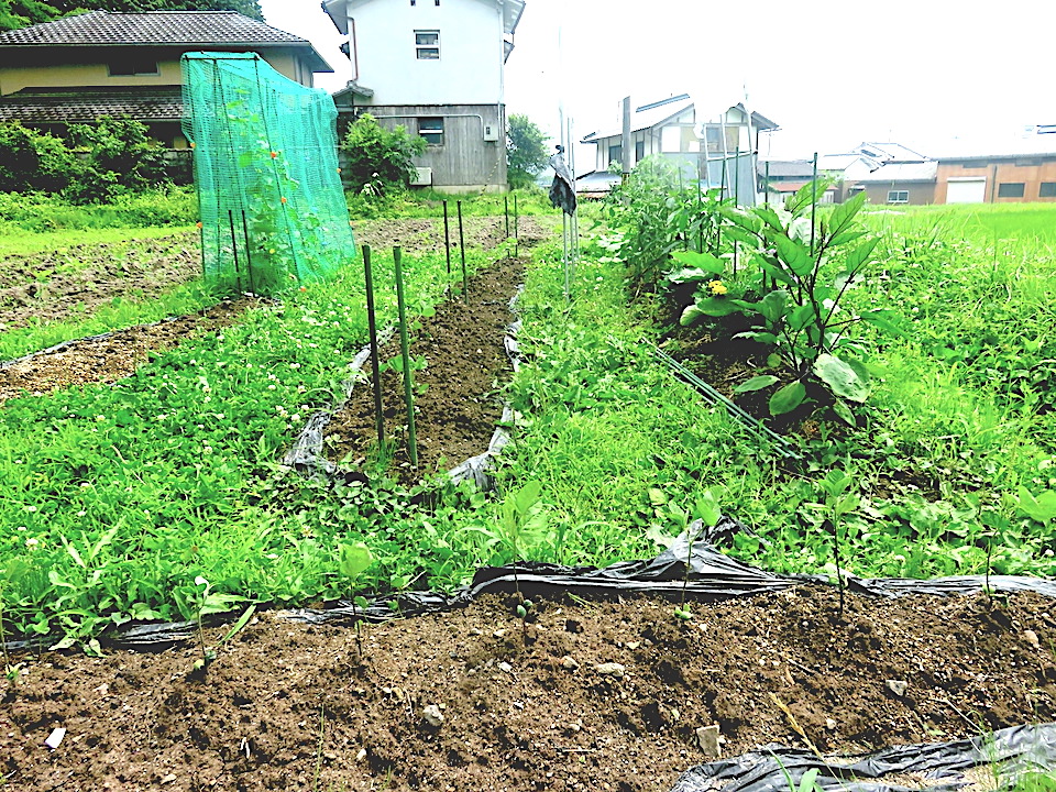 01 Garden (1)