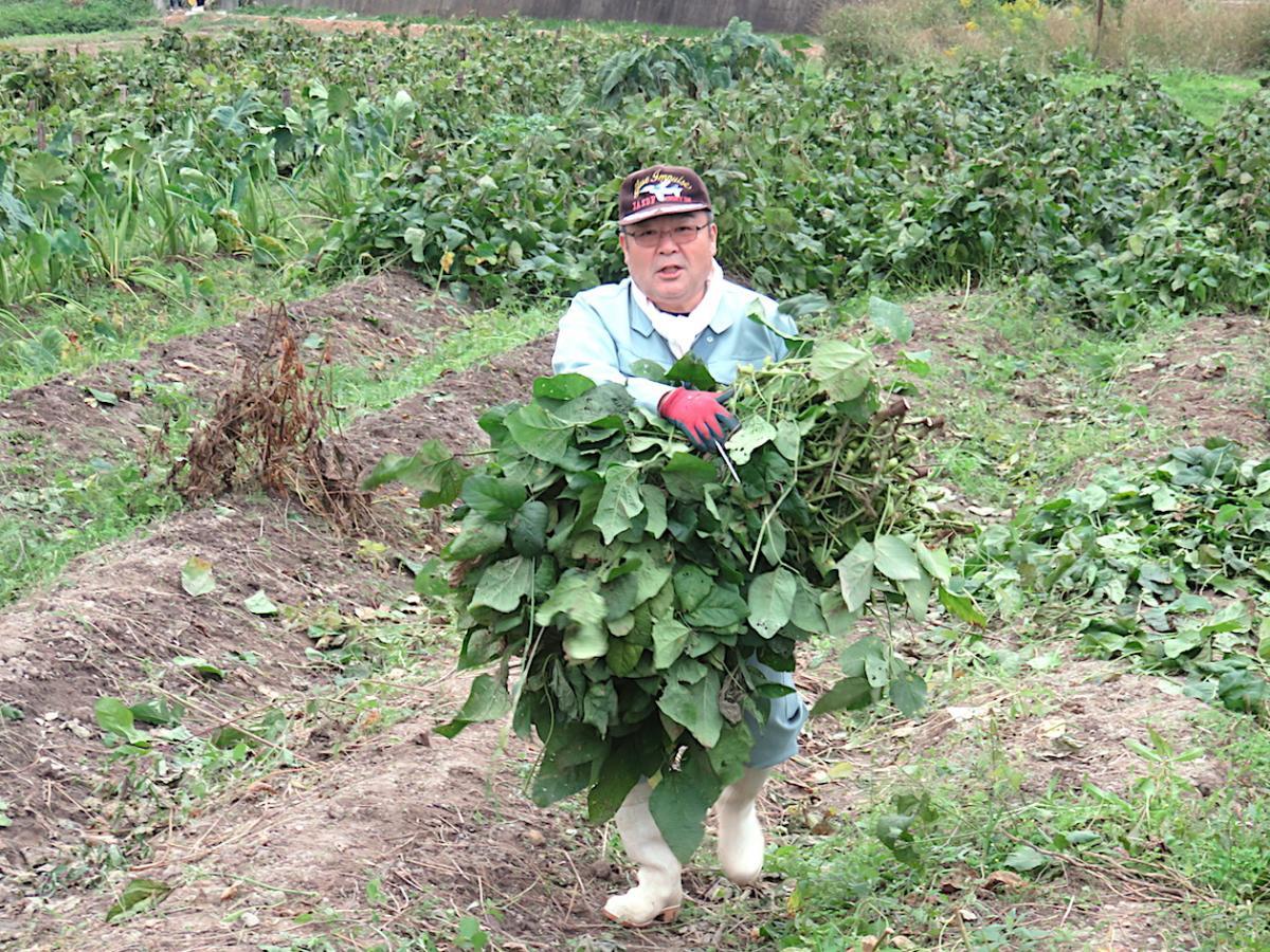 02 - Harvesting Edamame