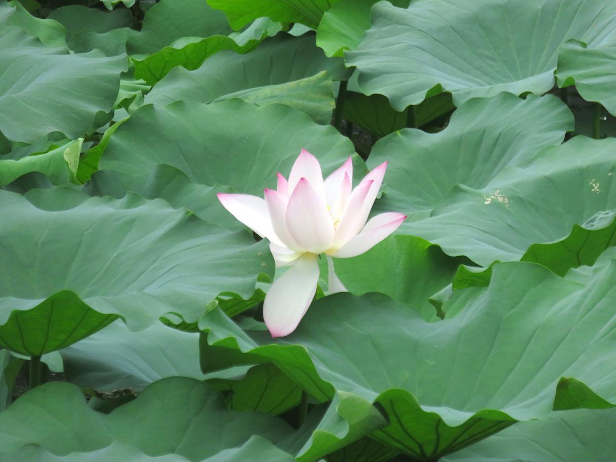 02 - Lotus Flowers