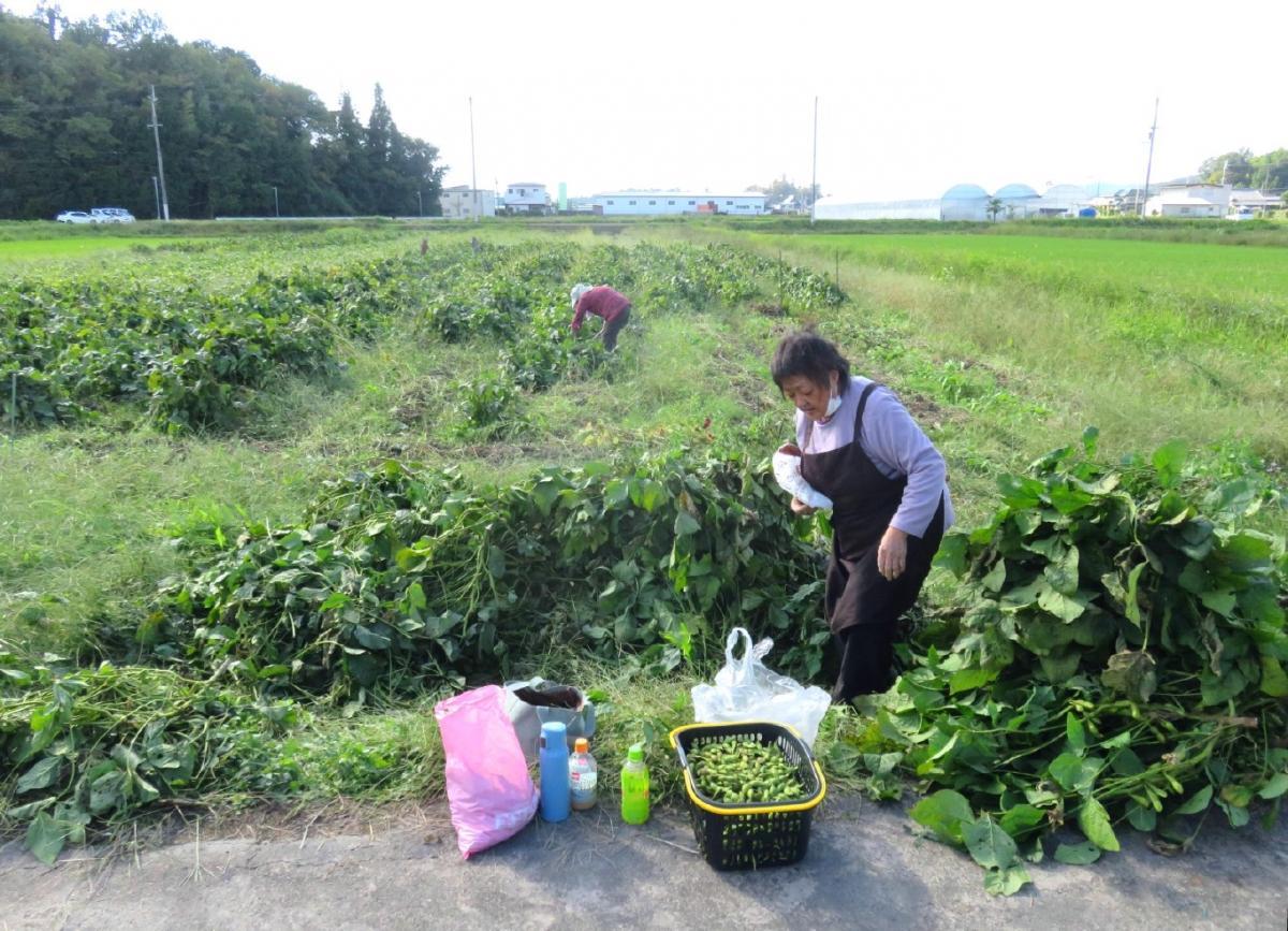 03 - Harvesting Edamame