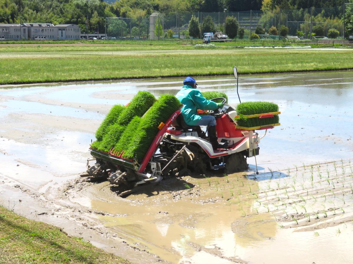 03 - Planting Rice