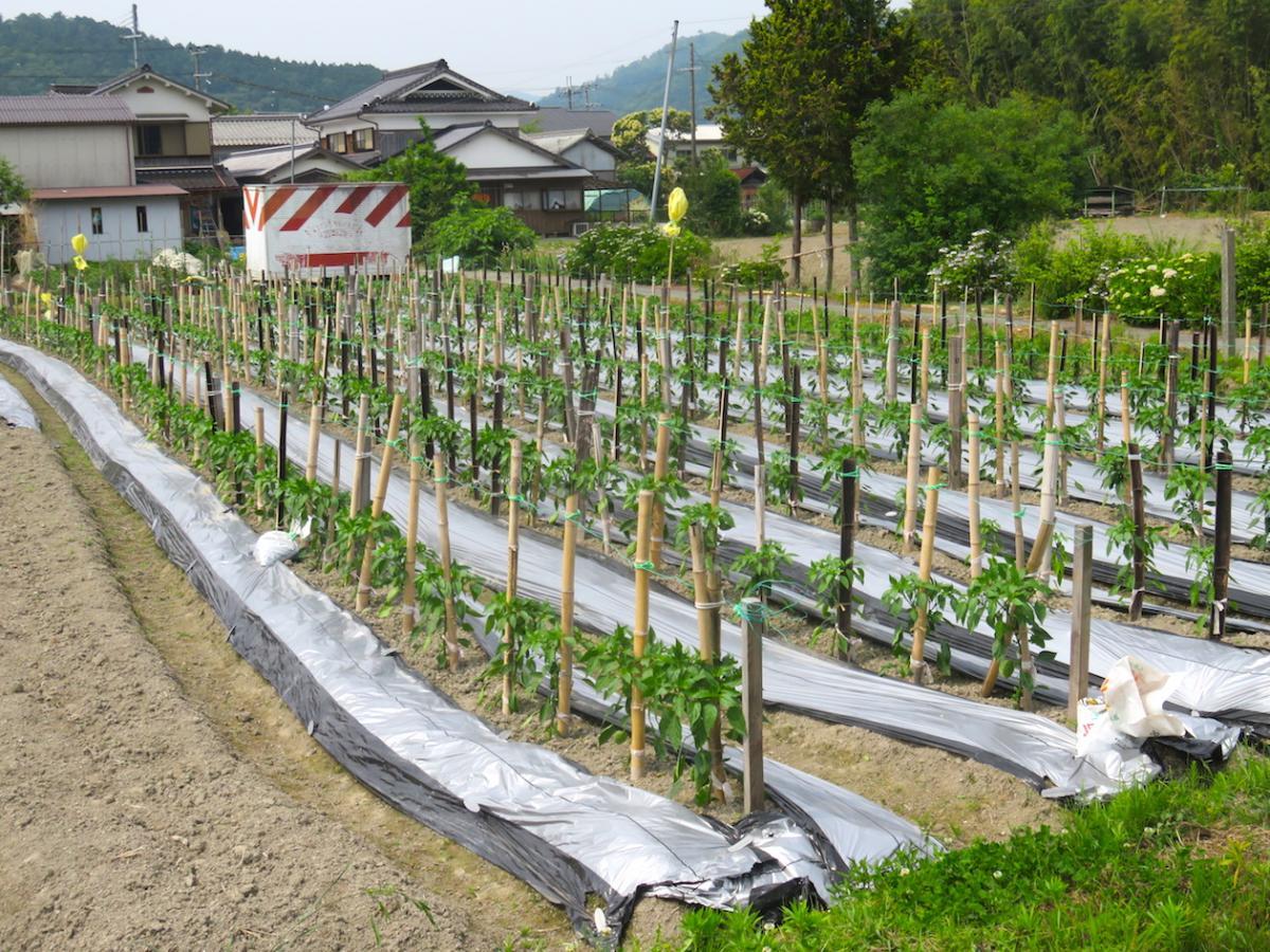 03 - Vegetable Gardens