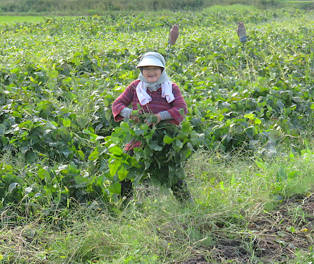 04 - Harvesting Edamame