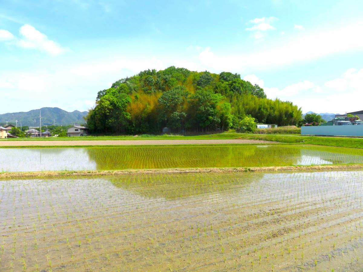 04 - Planting Rice