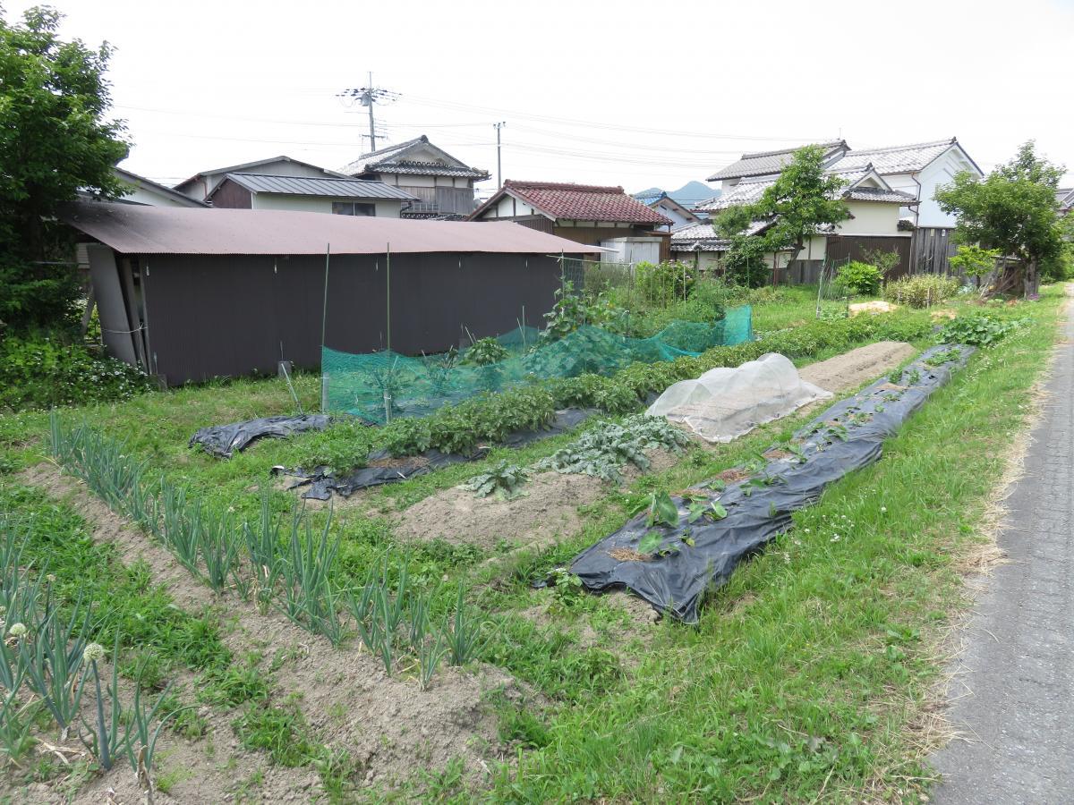 04 - Vegetable Gardens