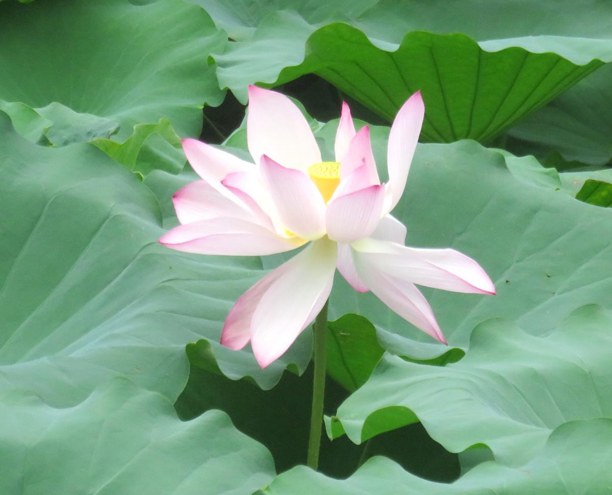 05 - Lotus Flowers