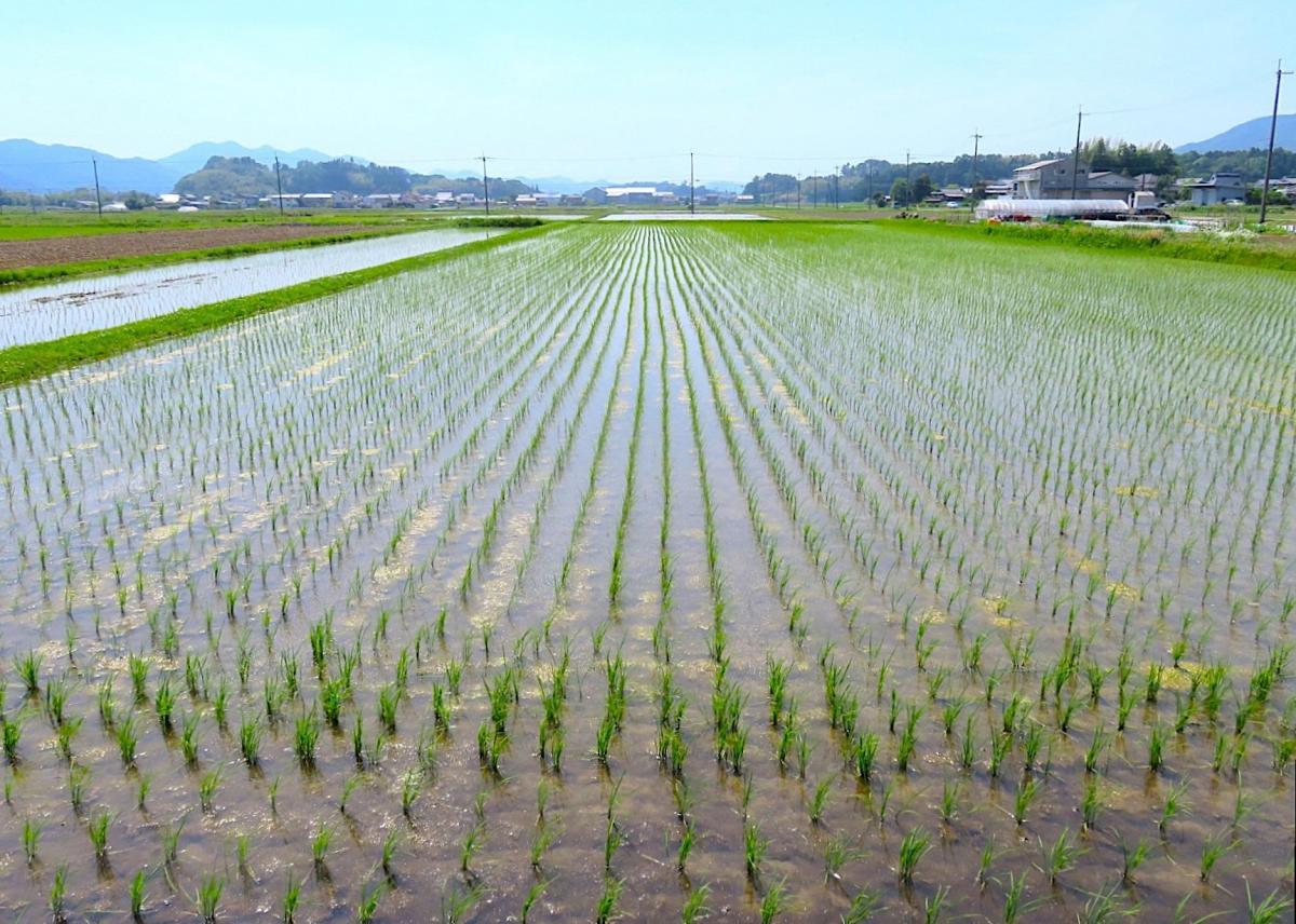 05 - Planting Rice