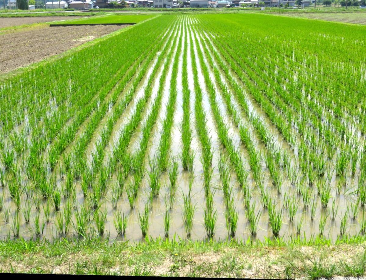 06 - Planting Rice