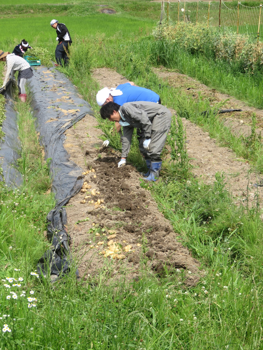 06 - Vegetable Gardens