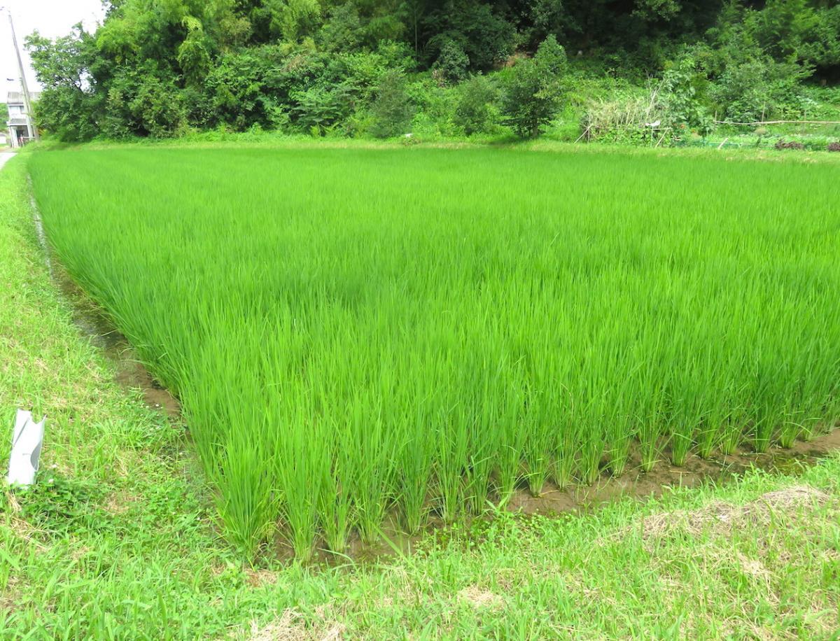 08 - Planting Rice