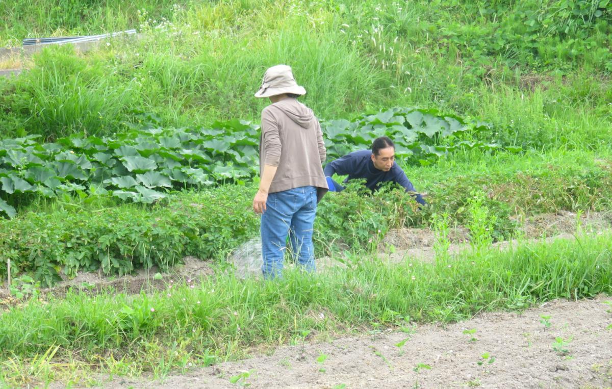 08 - Vegetable Gardens