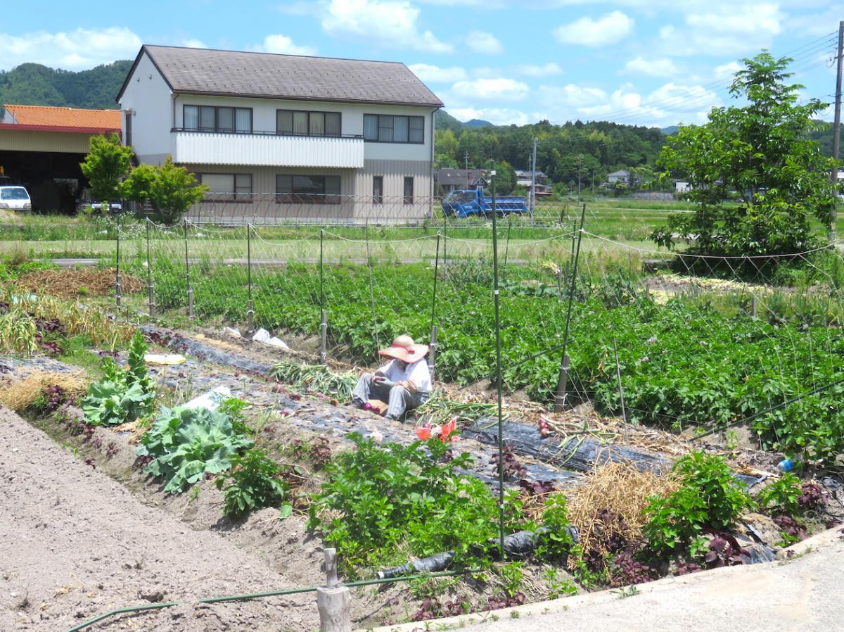 09 - Vegetable Gardens