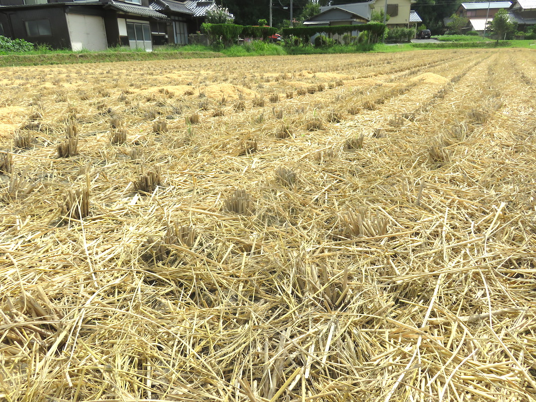 10 - Harvesting Rice