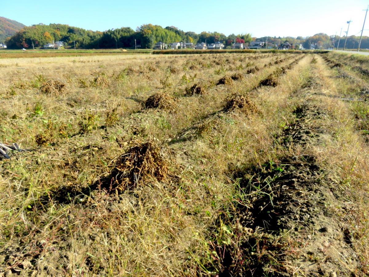 11 - Black Bean Field