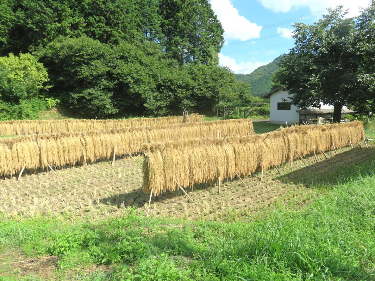 11 - Harvesting Rice