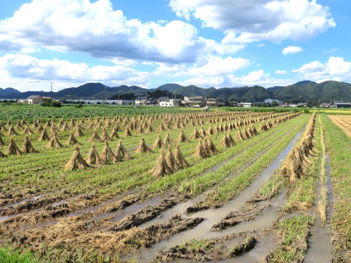 12 - Harvesting Rice