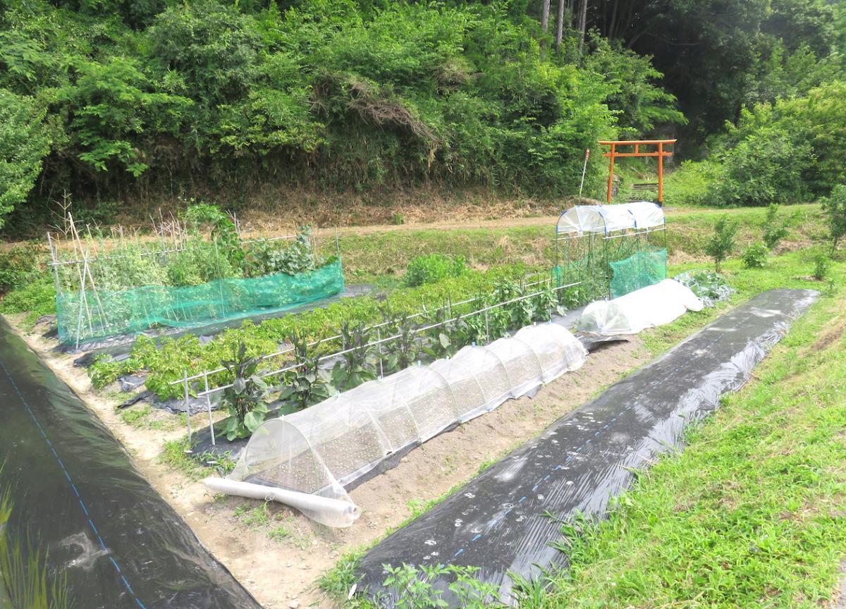 12 - Vegetable Gardens