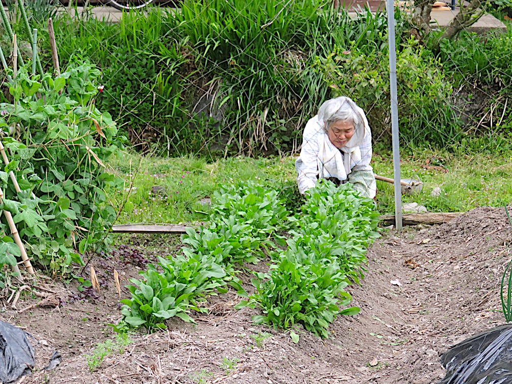 13 - Vegetable Gardens