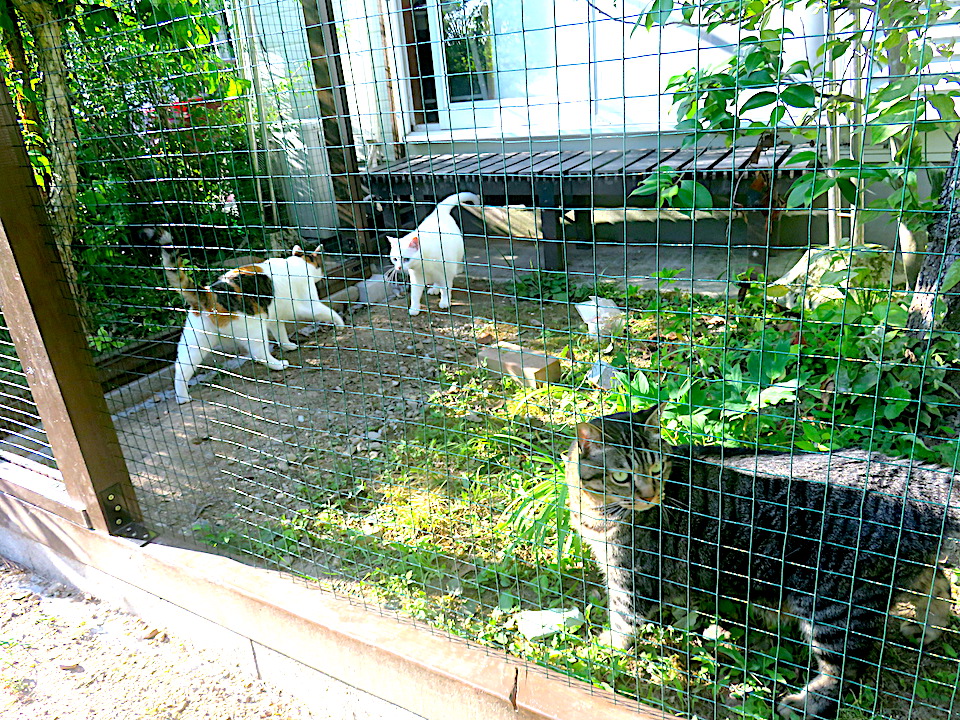 13 Kitties-in-Catio 01
