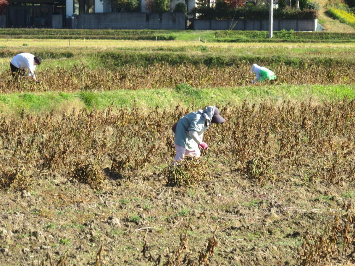 14 - Black Bean Workers