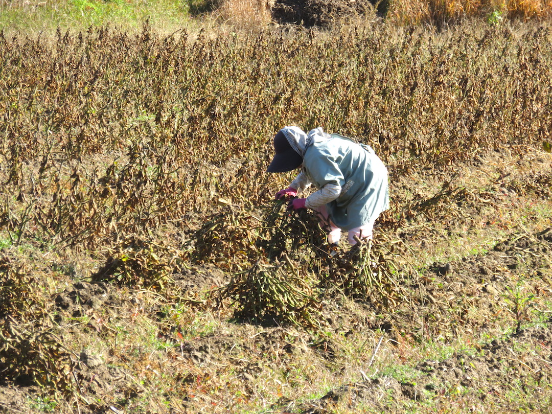 15 - Black Bean Worker