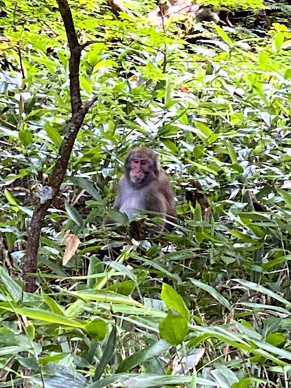 16-Kamikochi-Monkey