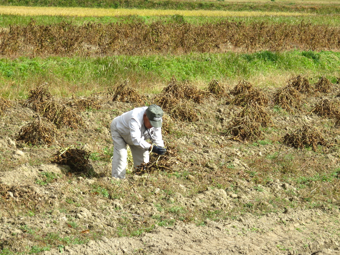 16 - Black Bean Worker