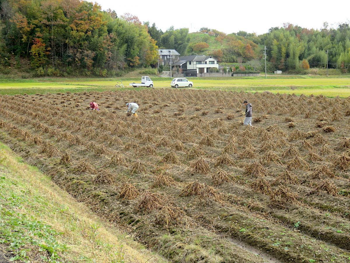 17 - Black Bean Workers