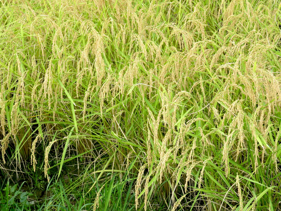 1 - Harvesting Rice