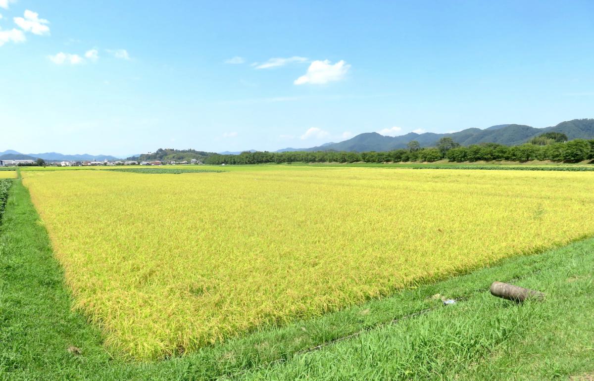 2- Harvesting Rice