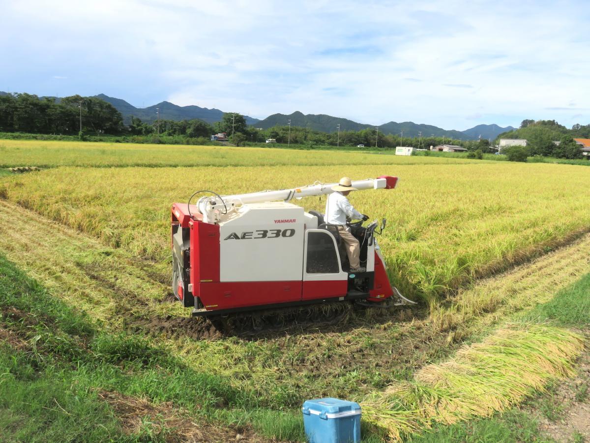 3 - Harvesting Rice