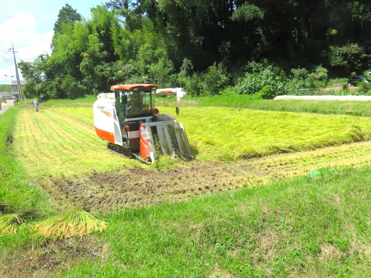 4 - Harvesting Rice