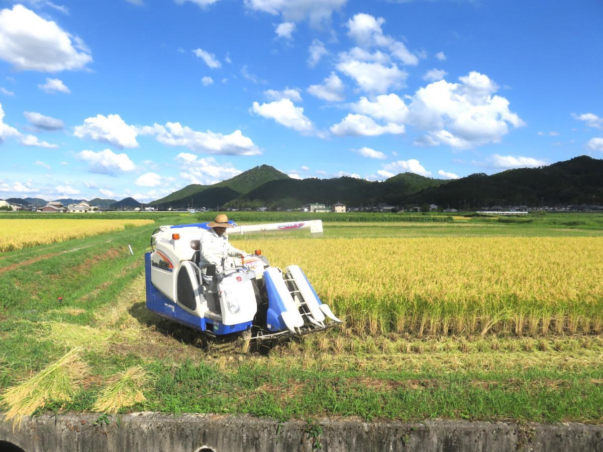 5 - Harvesting Rice