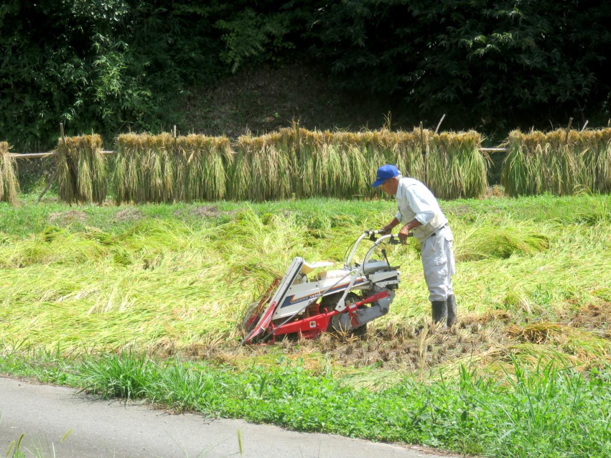 6 - Harvesting Rice