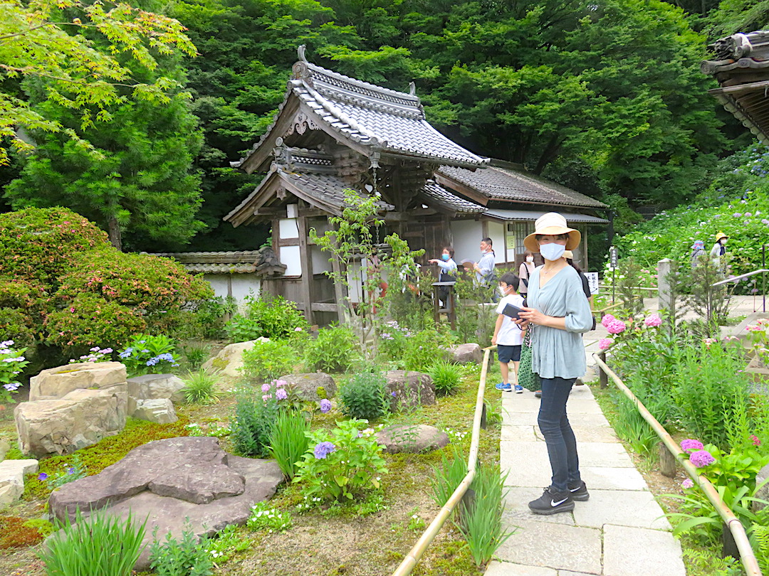 6 Hydrangea-Temple