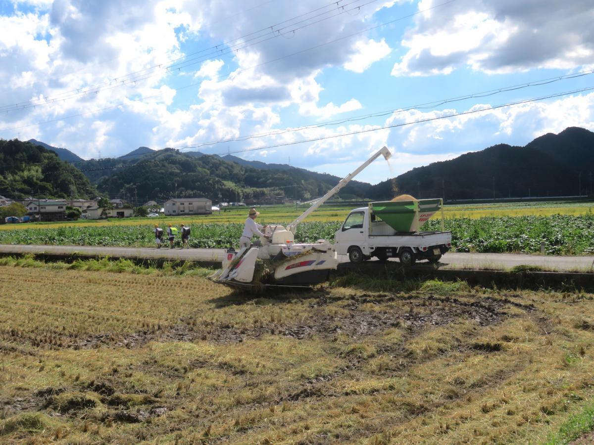 7 - Harvesting Rice