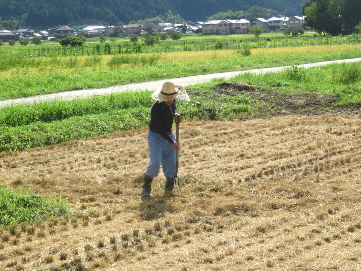 9 - Harvesting Rice