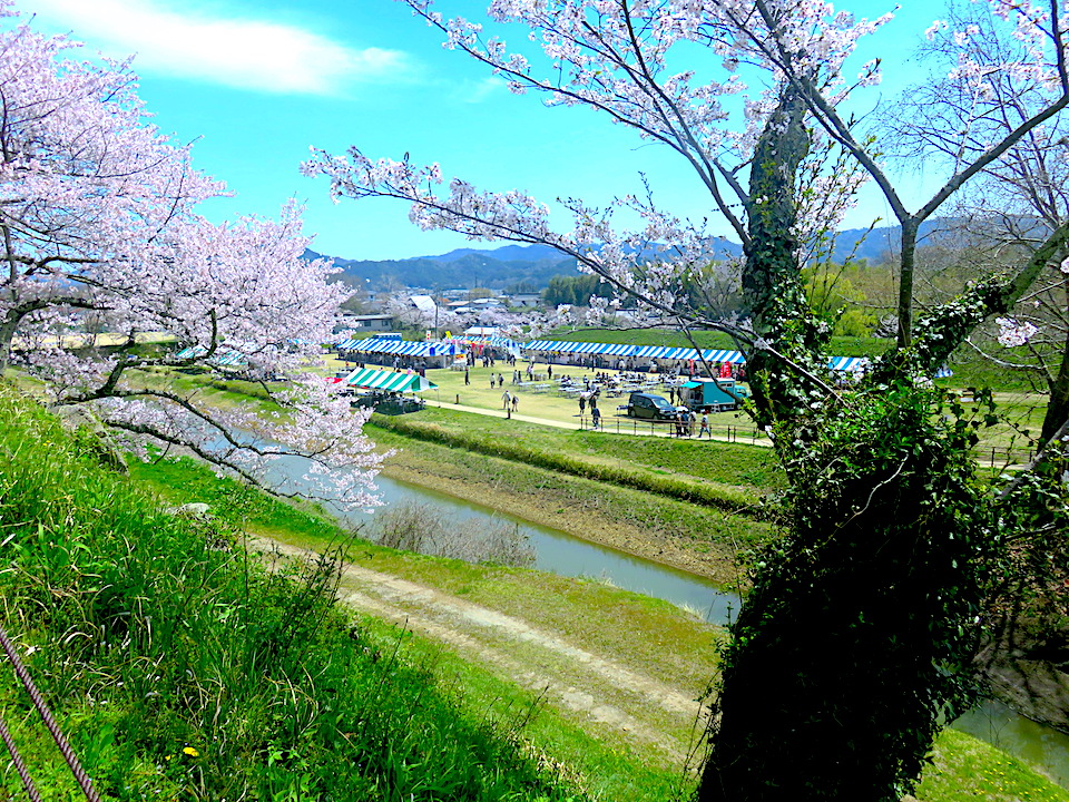Cherry-Blossoms Activities 01