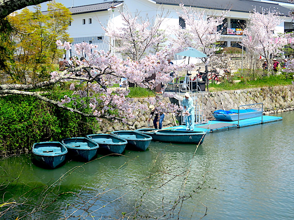 Cherry-Blossoms Activities 05