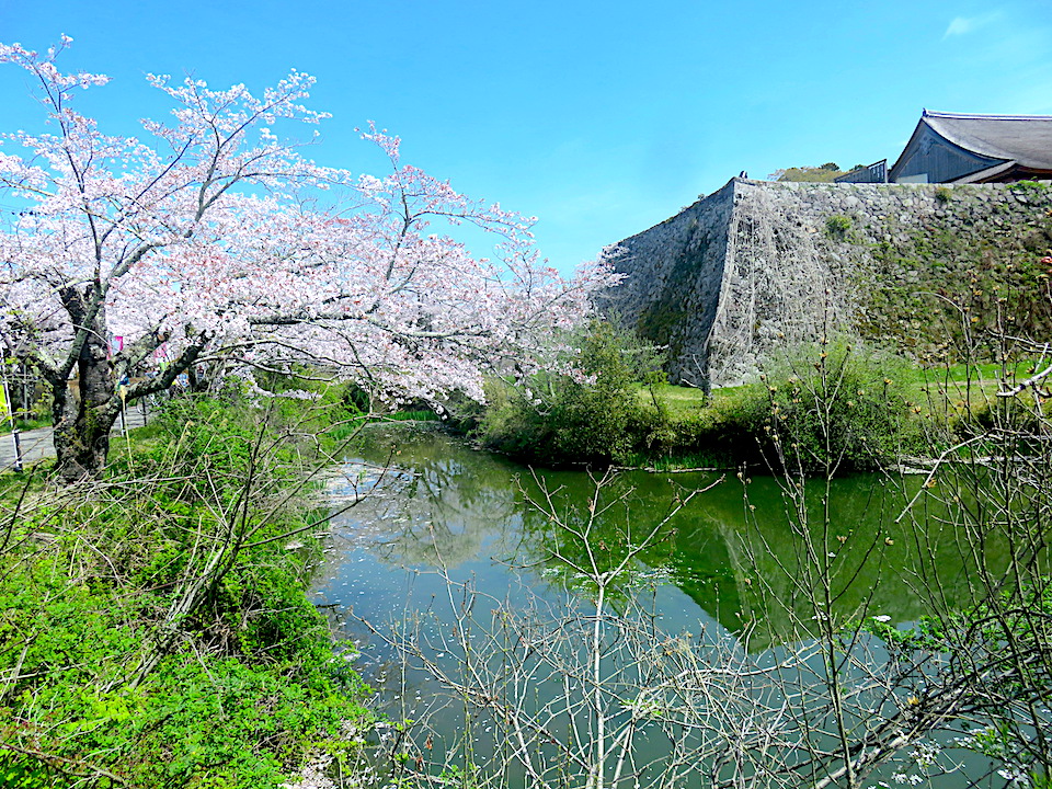 Cherry-Blossoms Day 01