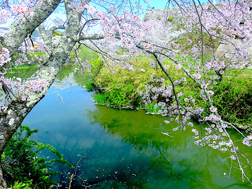 Cherry-Blossoms Day 03