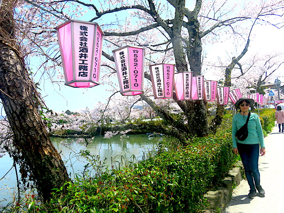 Cherry-Blossoms Day 04