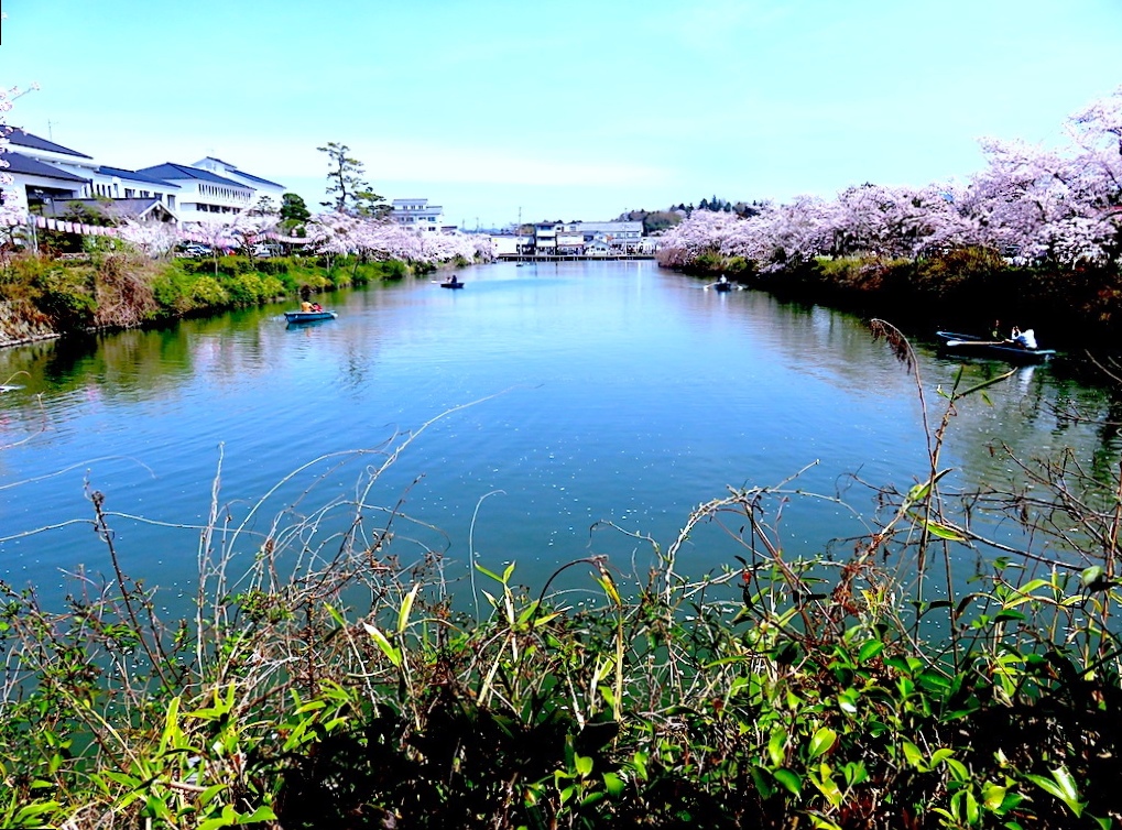 Cherry-Blossoms Day 05