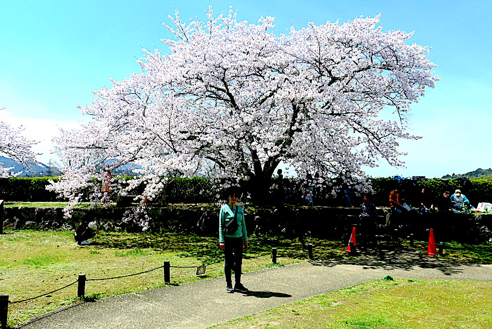 Cherry-Blossoms Day 07